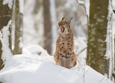 Lynx: Lynx lynx