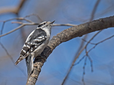 Downy Wood pecker: Picoides pubescens - Adult female