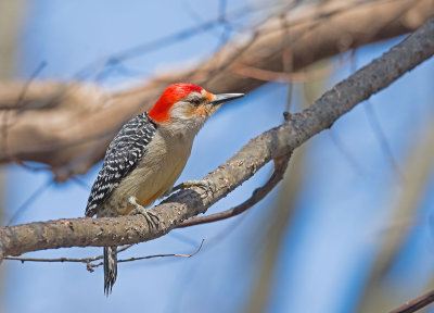 Red-bellied Woodpecker: Melanerpes carolinus - Adult male