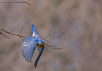 Eastern Bluebird: Sialia sialis