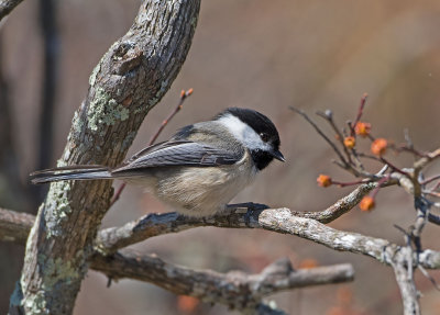 Black-capped Chickadee: Poecile atricapillus