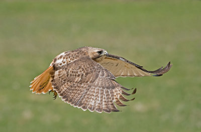 Red-tailed Hawk: Buteo janaicensis