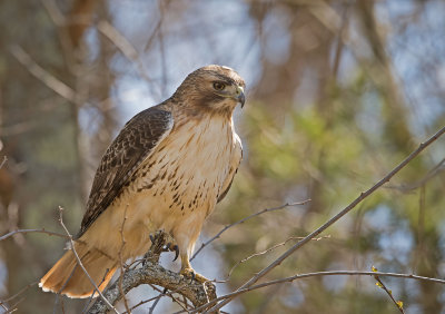 Red-tailed Hawk: Buteo janaicensis
