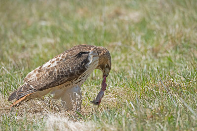 Red-tailed Hawk: Buteo janaicensis