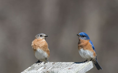 Eastern Bluebird: Sialia sialis - F left & M right