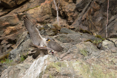 Peregrine Falcon: Falco peregrinus - mating -