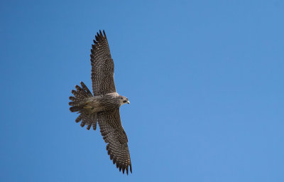 Peregrine Falcon: Falco peregrinus 