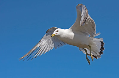 Gabbiano di Delaware: Larus delawarensis. En.: Ring-billed Gull