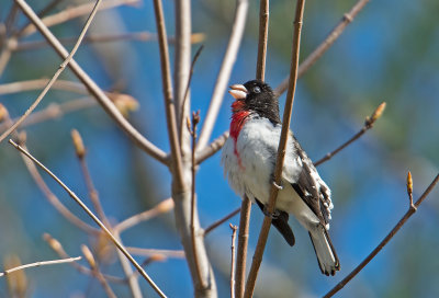 Rose-breasted grosbeak