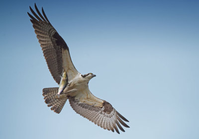 Osprey