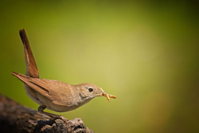 Common Nightingale