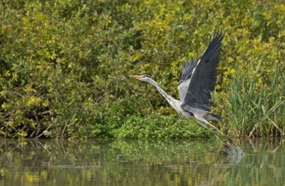 Grey Heron