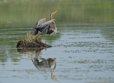 Purple Heron