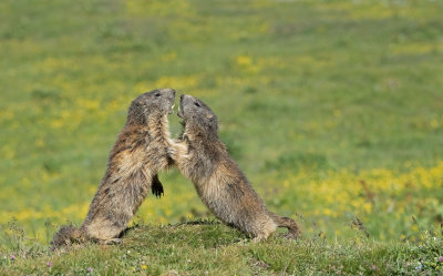 Alpine Marmot