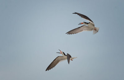 Black Skimmer