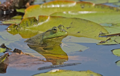 American Bullfrog