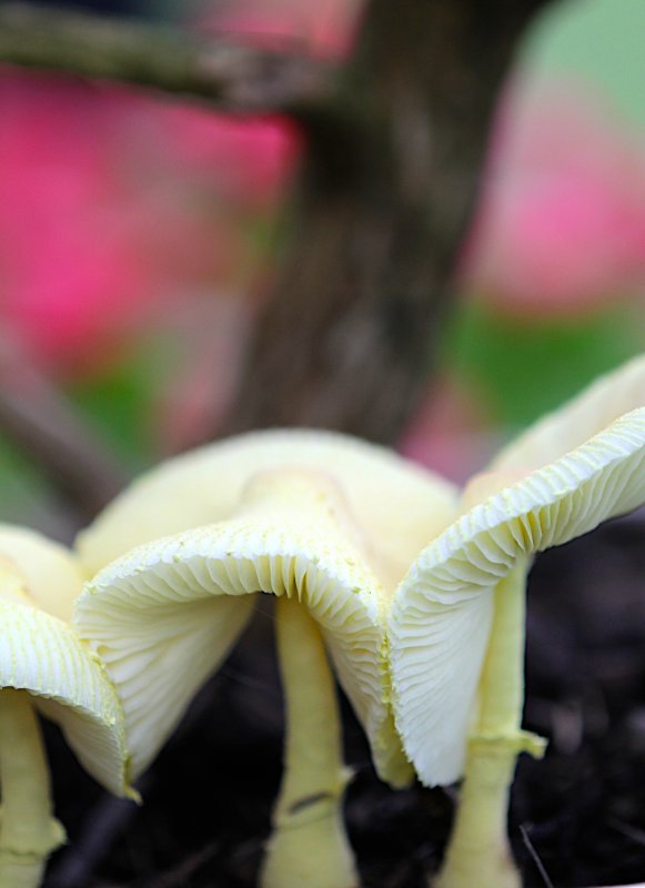 Mushroom yellow in flower pot inhanced.jpg