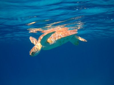 St Thomas turtle