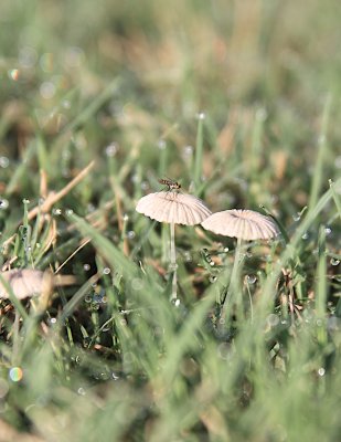 Mushroom visitor in dew.jpg