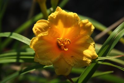 Subject Yellow