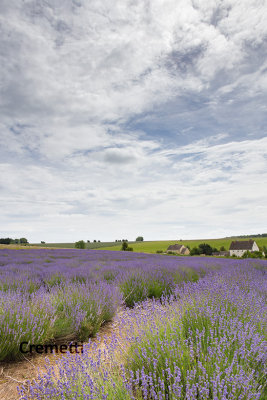 Snowshill Lavender