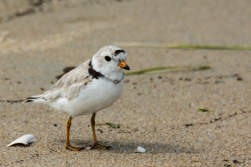 Piping Plover