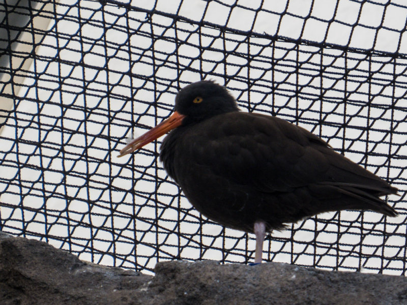 Black Oystercatcher (captive)