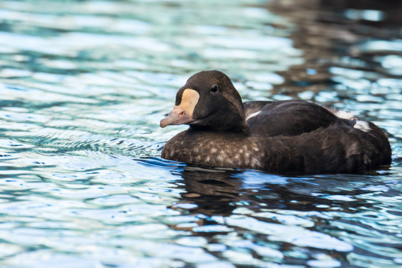 King Eider (female) (captive)