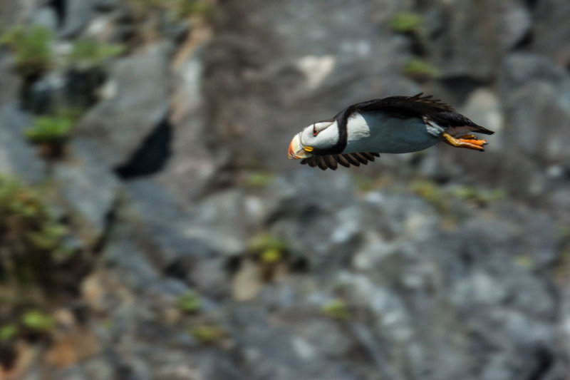 Horned Puffin