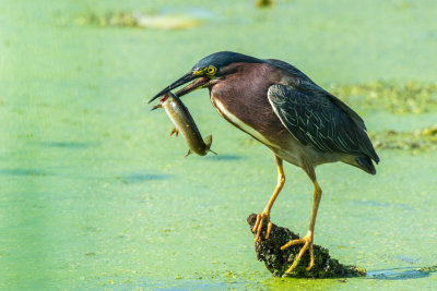 green heron 1