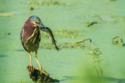 green heron 3