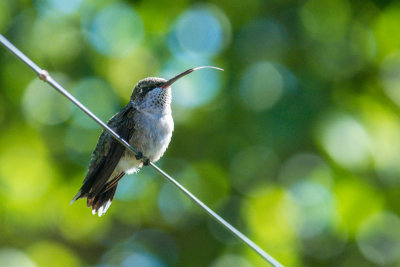 hummingbirds