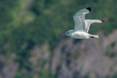 Black-legged Kittiwake