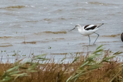 American Avocet