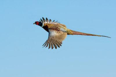 Pheasant Fly-by