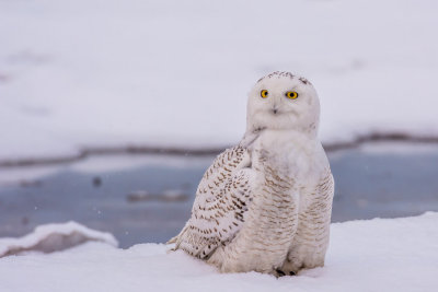 snowy_owls