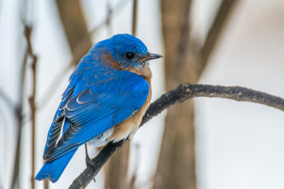 blue_birds