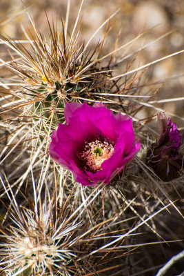 cactaceae