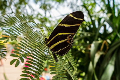 Desert Botanical Garden, Phoenix