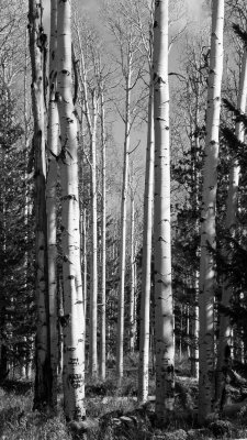 aspen-0774.jpg