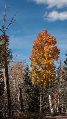 aspen-0772.jpg
