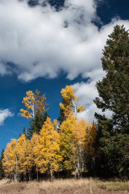 aspen-0766.jpg