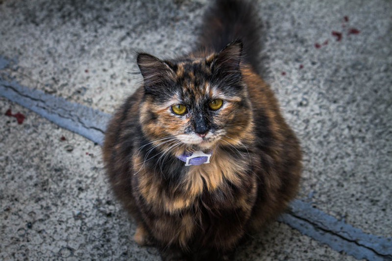 Fizzgig (b. 2014)