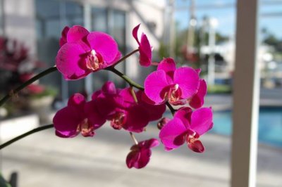 My yard Spring flowers