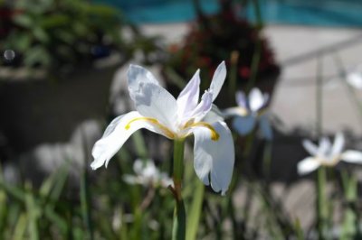 My yard Spring flowers