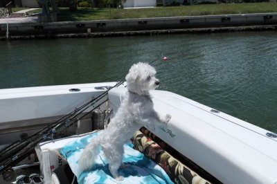 Marco Island, Mojo (boating puppy)