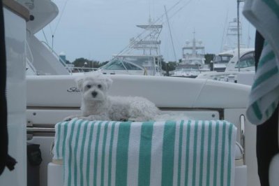 Key West, Mojo hanging out