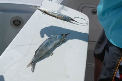 Key West, On Reel Weise (fishing)