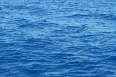 Key West, On Reel Weise (Flying fish)