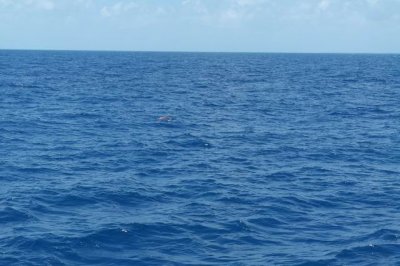 Key West, On Reel Weise (Turtle)